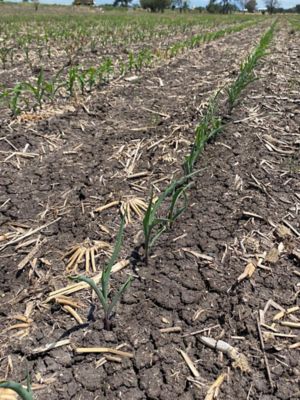 Ensilaje- Image 2022-07-14